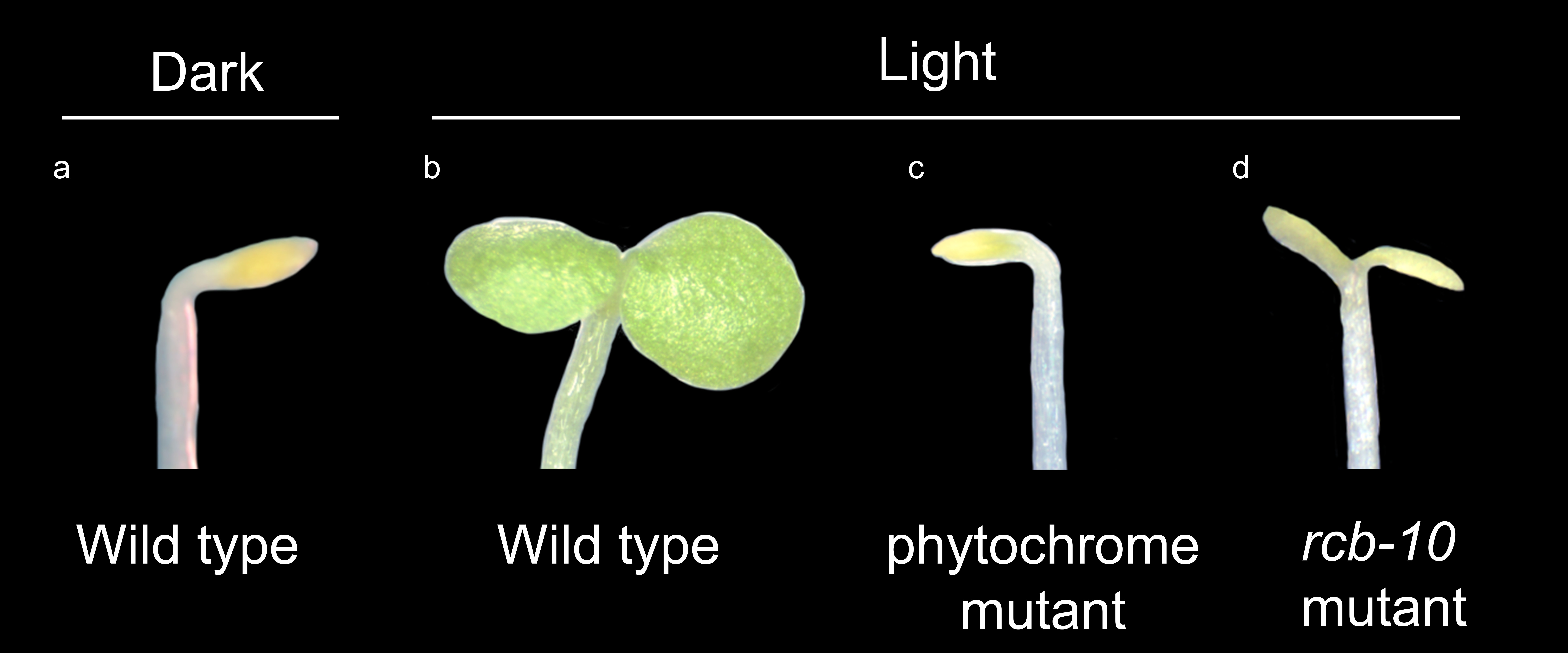 It’s not easy being green News